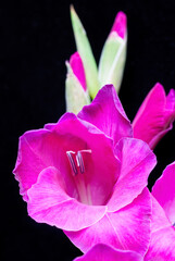 Gladiolus Closeup