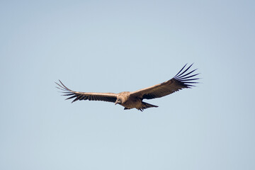 Andean Condor flying over the Andes Mountain Range. 