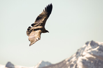 Andean Condor flying over the Andes Mountain Range. 