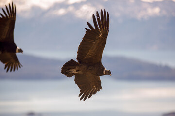 Andean Condor flying over the Andes Mountain Range. 