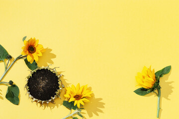 Beautiful sunflower and ripe sunflower with seeds on yellow paper. Natural autumn flowers.