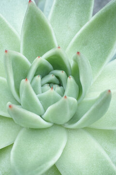beautiful greyish green succulent plant