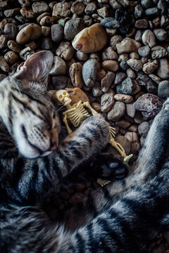 cat and skeleton sleeping on a rocky beach,Halloween