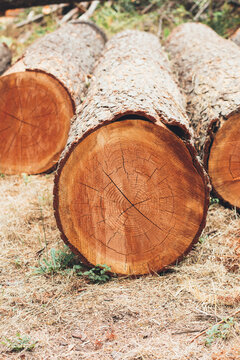 Cross Section Of Douglas Fir Tree Trunk Logs