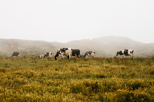 Free-range milk cows grazing on a pasture