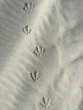 Seagull foot prints on sand, close up