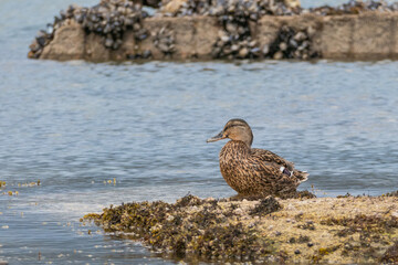 mallard duck female on the sea rocks