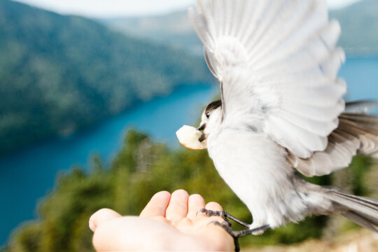 Wild gray jack bird taking bread from an outstretched hand