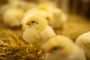 Yellow baby chicks on a poultry farm.