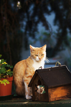 Lovely ginger cat sits on bech close to bird manger in sunset light in garden