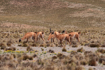Wildlife. Patagonia fauna. Guanaco colony in the Andes meadow and mountains.  © Gonzalo