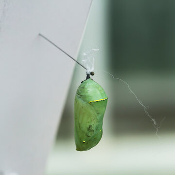 A Monarch Butterfly Chrysalis On Display