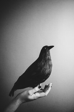 False raven posed on a female hand