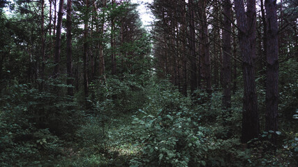 Russian woods