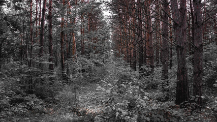 Fototapeta premium Russian woods