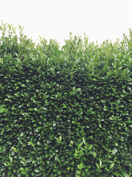 Green laurel hedge