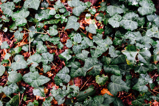 Ivy texture on the floor of the forest