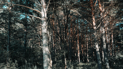 Fototapeta na wymiar Russian woods