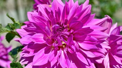 満開の紫のダリアの花