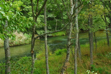 清らかな川の流れる森の木々。