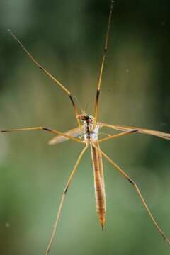 Crane fly on the outside of a dirty window