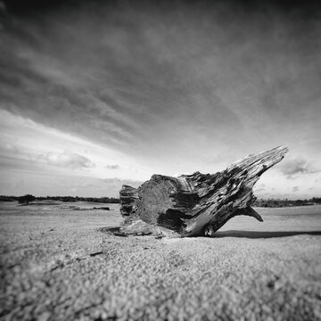 Tree strump in desertlike landscape