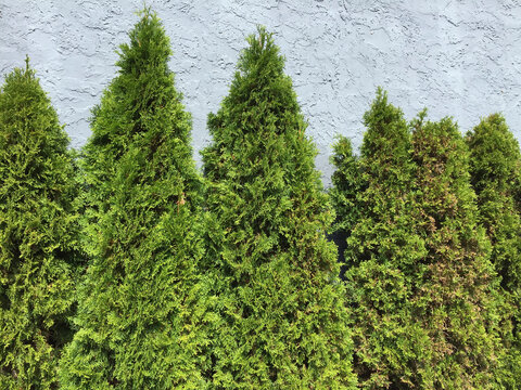 Green cedar hedge
