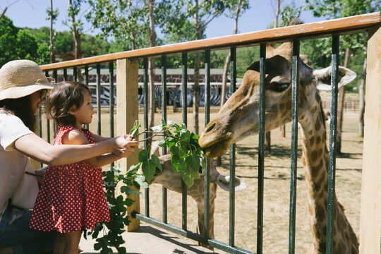 Mother and daughter feeding giraffe