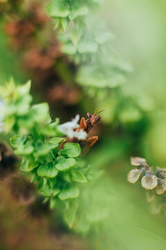 Mantis on the plants