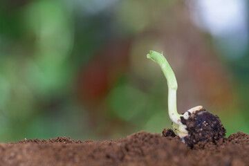 Put a sprouted seed on the soil
