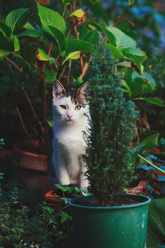 Hide and seek: cat peering from behing plants in green garden