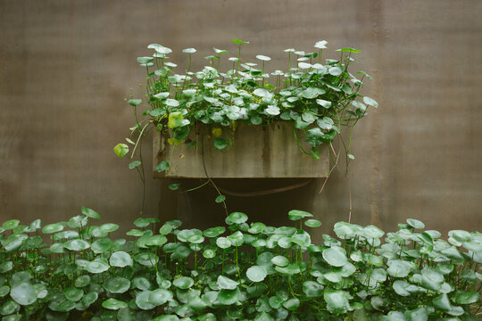 plants on the wall of a pool
