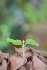 A green sprout grows out of a pile of withered leaves