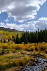 Colorful aspens and stream in a valley near the Colorado Trail at Kenosha Pass, vertical landscape