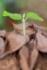 A green sprout grows out of a pile of withered leaves