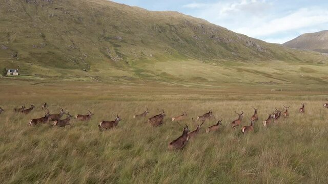 A Herd Of Deer Running Through The Scottish Highlands