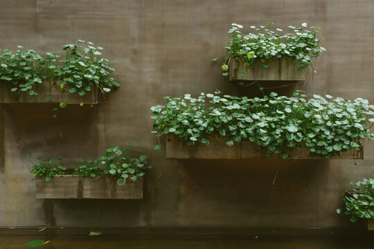 plants on the wall of a pool