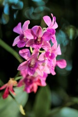 bunch of pink orchids