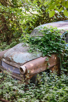 Old car overgrown trees and shrubs