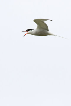 Common tern screaming while in flight