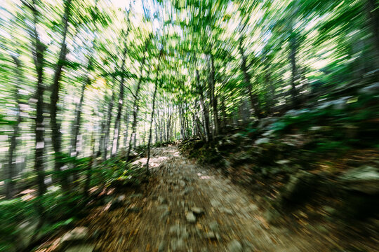 running into the forrest