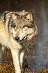 Wolves on the prowl in winter