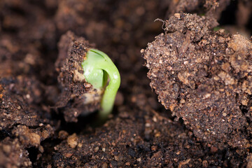 Soybean sprouts coming out of the soil
