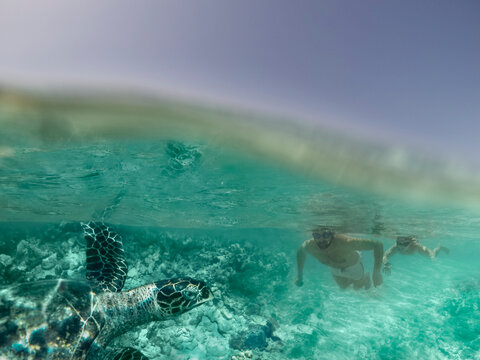 Father and son swimming with a turtle in the ocean