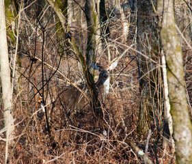 swamp buck reelfoot lake