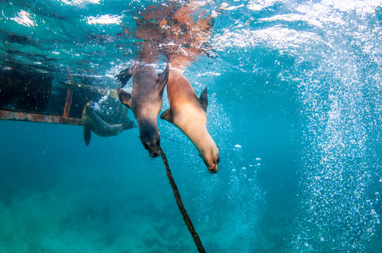 Playful galapagos sea lion