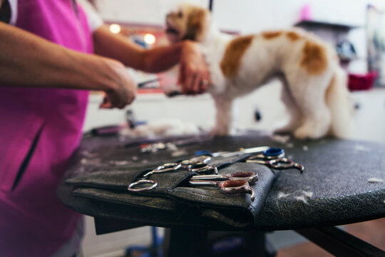 Groomer: Scissors Sit On Table While Groomer Trims Peekapoo