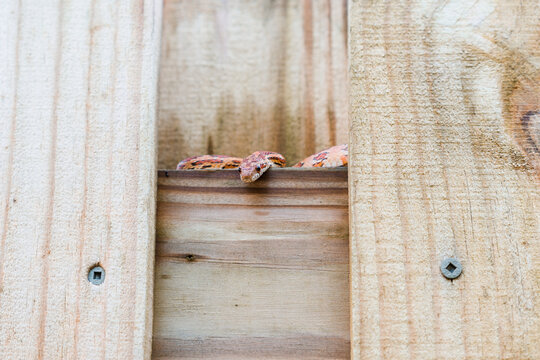 SouthEast American Corn Snake Hides on the Fence