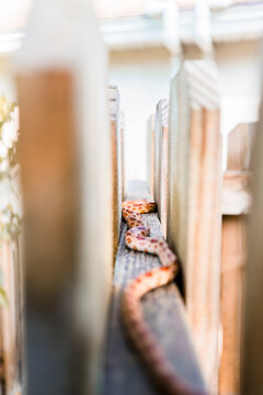 SouthEast American Corn Snake Hides on the Fence