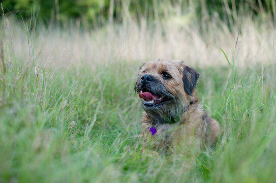 Border Terrier sitting in long grass